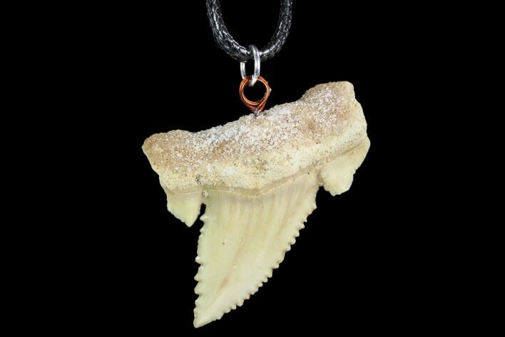 Fossil Shark (Palaeocarcharodon) Tooth Necklace -Morocco #110013